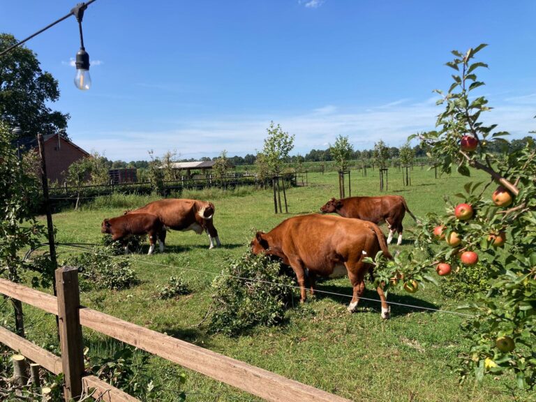 De tuinen van Finovi